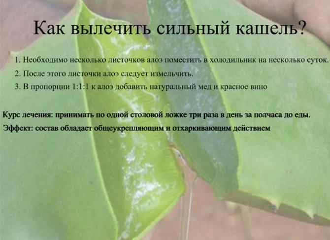 101001849_4716146_kakvilecitsilniykasel