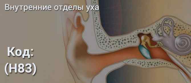 vnutruho2